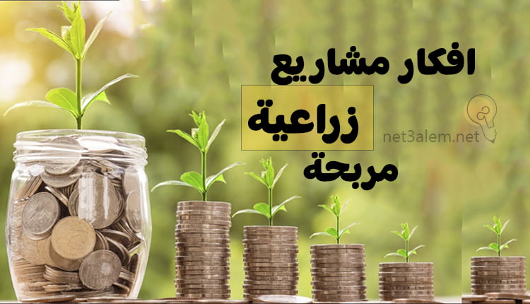 افكار مشاريع زراعية مربحة؛ تعرف معنا على كيفية إنتاج المحاصيل وكسب المال منها 1 افكار مشاريع زراعية مربحة Profitable agricultural business ideas صورة لبرطمان به نقود معدنية وبجانبه نقود مرصوصة بالترتيب