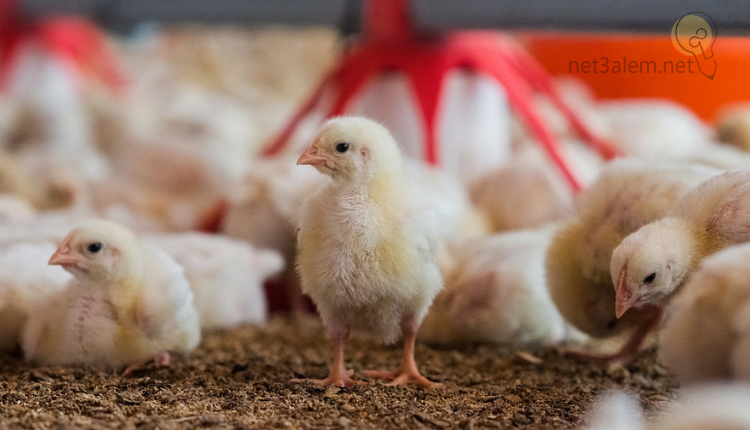 دراسة جدوى مشروع تربية الدواجن 1000 كتكوت