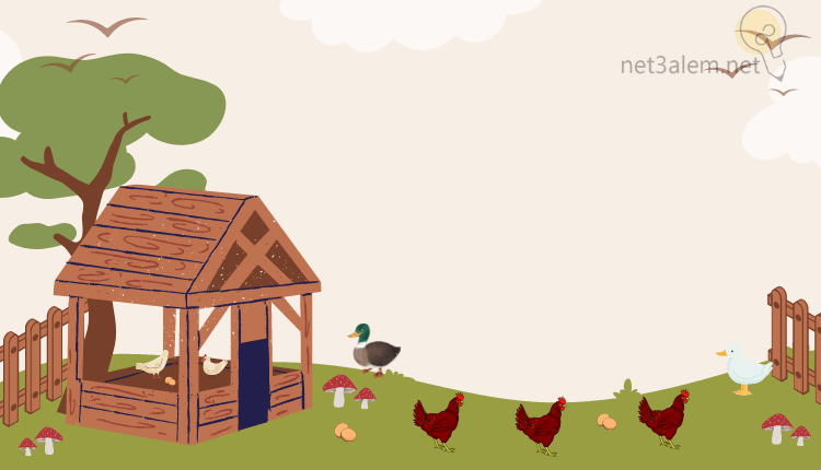 كيف ابدا مشروع تربية دجاج البلدي بالمغرب للمبتدئين