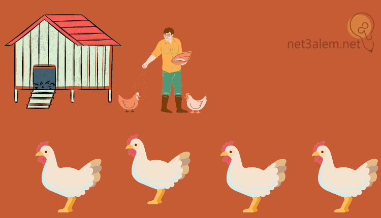 خطوات البدء في مشروع تربية الدواجن