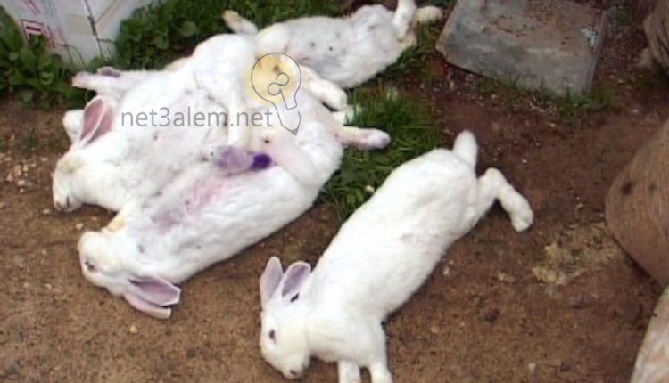 سلبيات مشروع تربية الأرانب: صورة لعدد أربعة من الأرانب النافقة