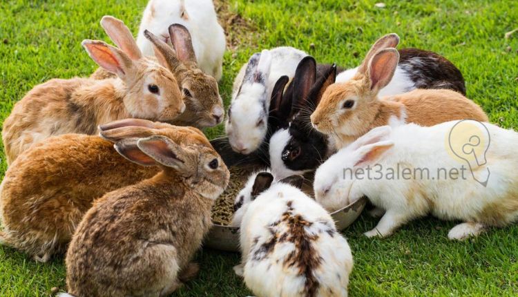 التجارة في تربية الأرانب البلدي: صورة لعدد تسعة أرانب في أرض زراعية يأكلون العلف
