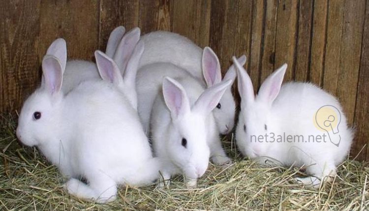 التجارة في تربية الآرانب في المنزل: صورة خمس أرانب يجلسون على القش