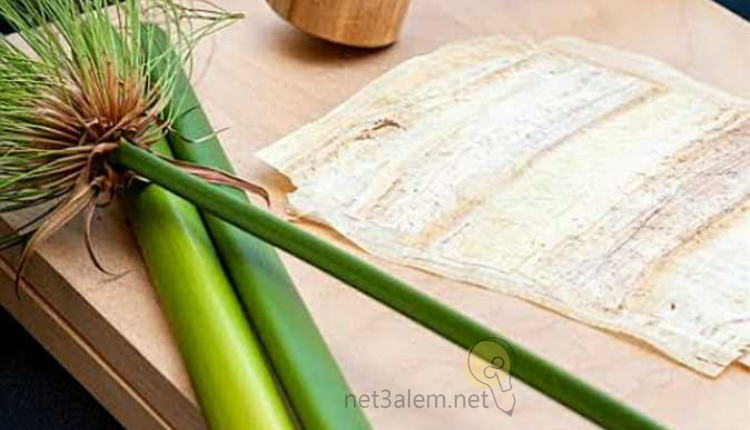 أشكال ورق البردي: صورة ورق بردي وقصب نبات البردي