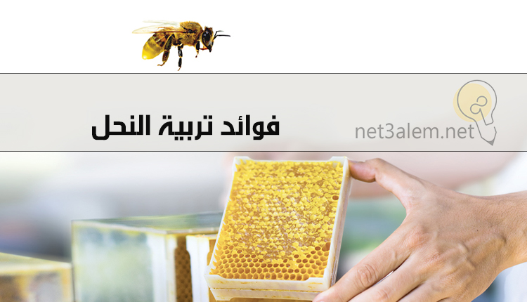 تربية النحل في المنزل؛ أهم مستلزمات Beekeeping للمبتدئين 4 أهم فوائد تربية النحل في المنزل