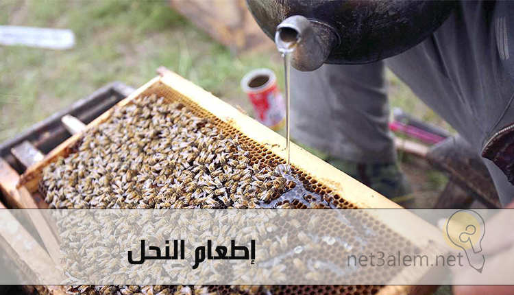 تربية النحل في المنزل؛ أهم مستلزمات Beekeeping للمبتدئين 2 كيفية تربية النحل وأطعامه