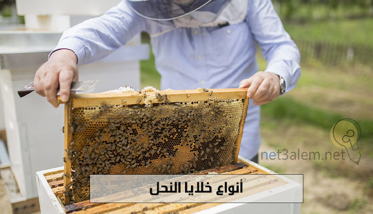 تربية النحل في المنزل؛ أهم مستلزمات Beekeeping للمبتدئين 1 اشهر أنواع خلايا النحل