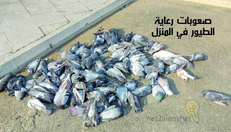مشروع تربية الطيور في المنزل؛ أبرز 4 مزايا لتنفيذ هذا النشاط الاقتصادي 2 مشاكل رعاية الطيور في المنزل: صورة طيور نافقة كثيرة ملقاة على الأرض
