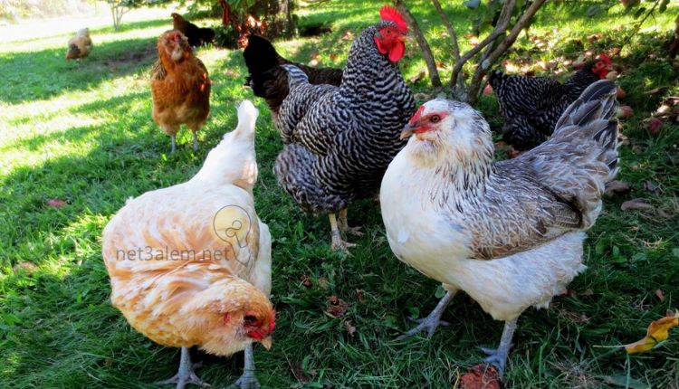 مشروع تربية الطيور في المنزل؛ أبرز 4 مزايا لتنفيذ هذا النشاط الاقتصادي 3 مقومات نجاح مشروع تربية الطيور: صورة عدد من الداجاج في أرض زراعية مشمسة