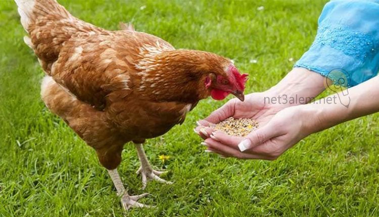 مشروع تربية الطيور في المنزل؛ أبرز 4 مزايا لتنفيذ هذا النشاط الاقتصادي 1 مصاريف مشروع تربية الطيور في المنزل: صورة يد بها علف والدجاجة تأكل منها