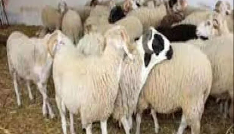 الماعز والأغنام ورضيع الأبقار وحتى الدواجن.. ارتفاع جنوني في أسعار المواشي واللحوم في عدن.. قائمة شاملة بالأسعار الجديدة