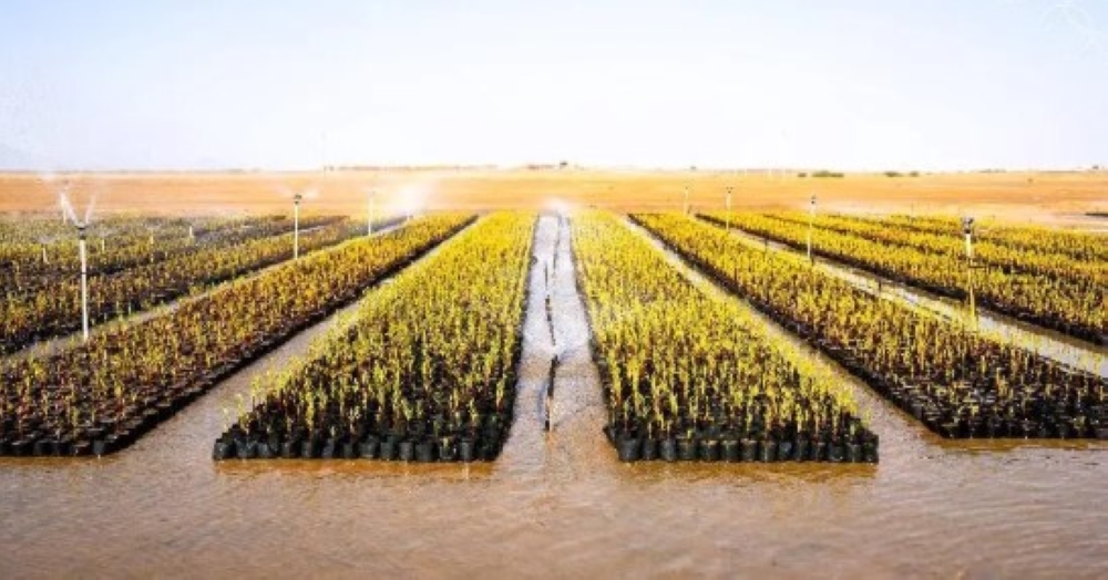 زراعة 2.4 مليون شجرة مانجروف لتعزيز استدامة السواحل السعودية 4 السديس: إيصال رسالة الحرمين الوسطية للعالم نهج المملكة