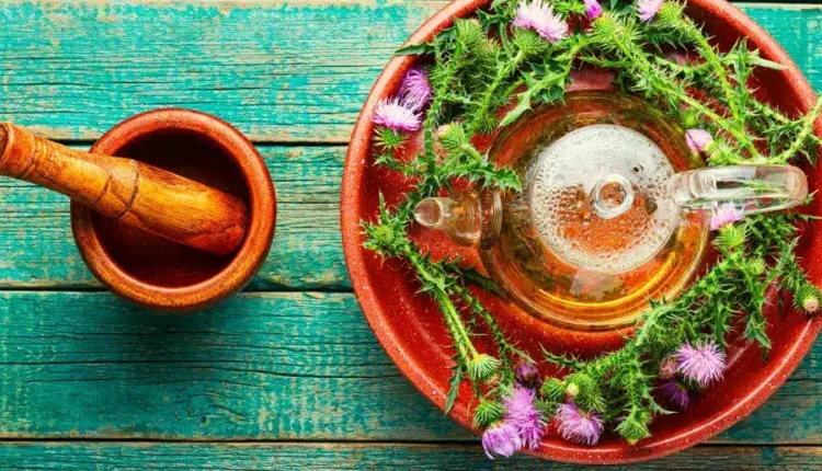 عشبة الصحراء الذهبية: كنز طبيعي لعلاج الكبد ومحاربة السرطان