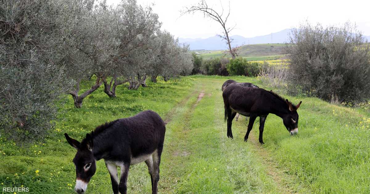 فيديو.. روسيا تستعين بـ"الحمير" لمواجهة المسيرات الأوكرانية