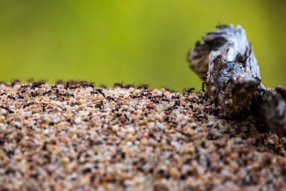 «نمل النار» يُهدد أستراليا.. «لسعات» قاتلة وخسائر بالمليارات - أخبار السعودية 4 «نمل النار» يُهدد أستراليا.. «لسعات» قاتلة وخسائر بالمليارات - أخبار السعودية