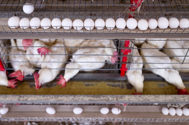 نيويورك توزع 12 بيضة مجاناً لمواطنيها