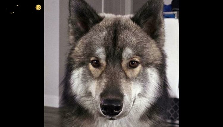 صورة تعبر عن واقعة الكلب الهاسكي مع الدكتور حمدي حجاج التي أحدثت جدل كبير في مصر