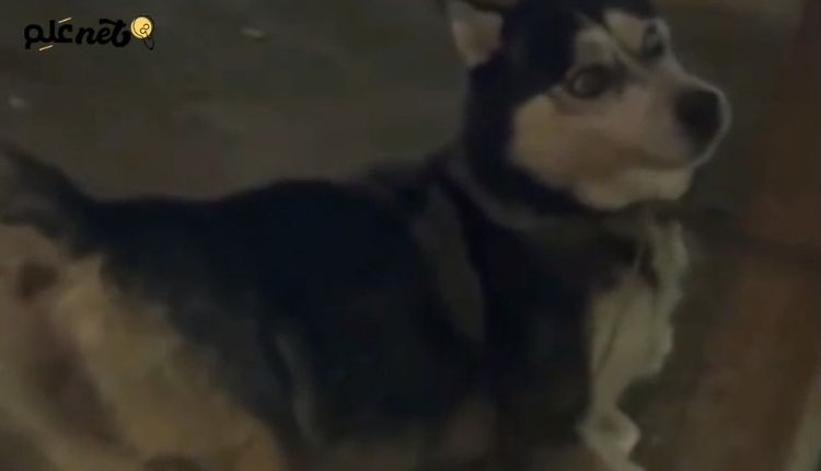 صورة تعبر عن واقعة الكلب الهاسكي مع الدكتور حمدي حجاج التي أحدثت جدل كبير في مصر