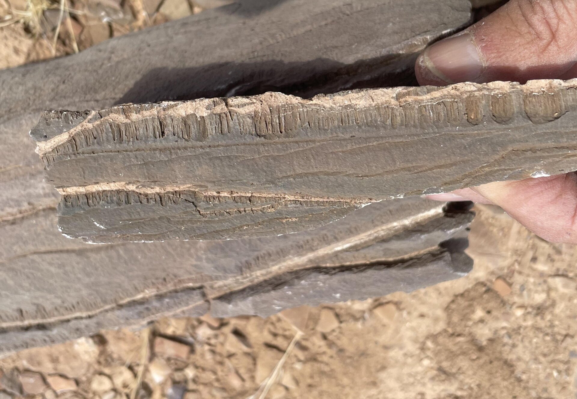 اكتشاف كائنات غريبة في عمان والسعودية اتخذت من الرخام بيوتا | علوم 4 اكتشاف كائنات غريبة في عمان والسعودية اتخذت من الرخام بيوتا | علوم