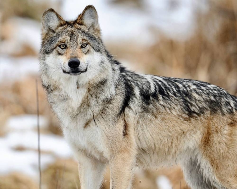 الذئاب المكسيكية تهاجم ولاية أمريكية.. ودعوات لإعلان حالة الطوارئ - أخبار السعودية 2 الذئاب المكسيكية تهاجم ولاية أمريكية.. ودعوات لإعلان حالة الطوارئ - أخبار السعودية