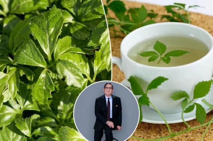 عشبة الخلود .. باحثون يكشفون عن " نبتة معجزة" تطيل العمر وتزيل السموم وتغذي القلب وتحمي الكبد 3 عشبة الخلود .. باحثون يكشفون عن " نبتة معجزة" تطيل العمر وتزيل السموم وتغذي القلب وتحمي الكبد