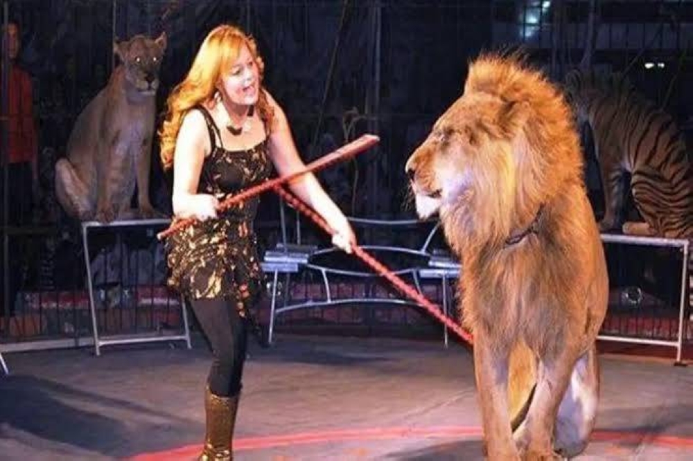 مصر: أزمة «سيرك طنطا» تصل البرلمان.. وتحرك نيابي لحظر استخدام الحيوانات المفترسة - أخبار السعودية 5 مصر: أزمة «سيرك طنطا» تصل البرلمان.. وتحرك نيابي لحظر استخدام الحيوانات المفترسة - أخبار السعودية