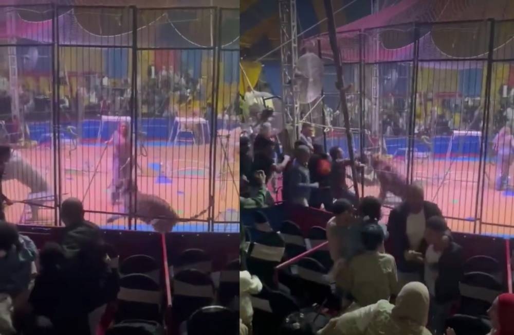 نمر أبيض يفترس ذراع عامل في سيرك طنطا - أخبار السعودية 4 نمر أبيض يفترس ذراع عامل في سيرك طنطا - أخبار السعودية