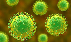 nipah virus